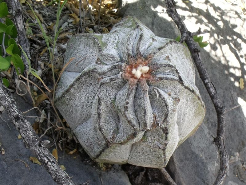 PT 522 Astrophytum myriostigma potosinum, Las Tablas