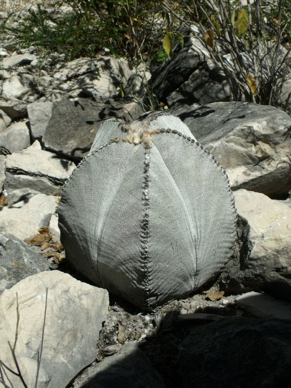 PT 39 Astrophytum myriostigma potosinum, před San Bartolo (1)