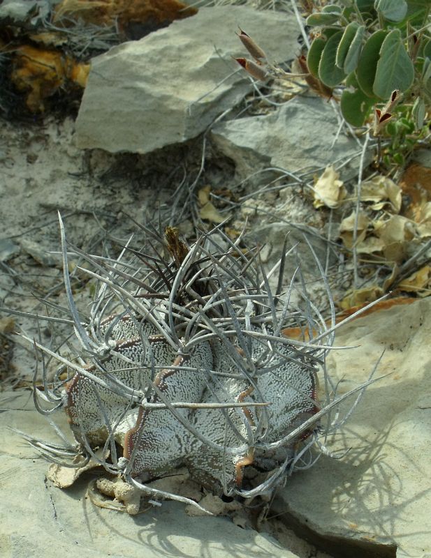 PT 92 Astrophytum niveum, Cuatro Cienegas