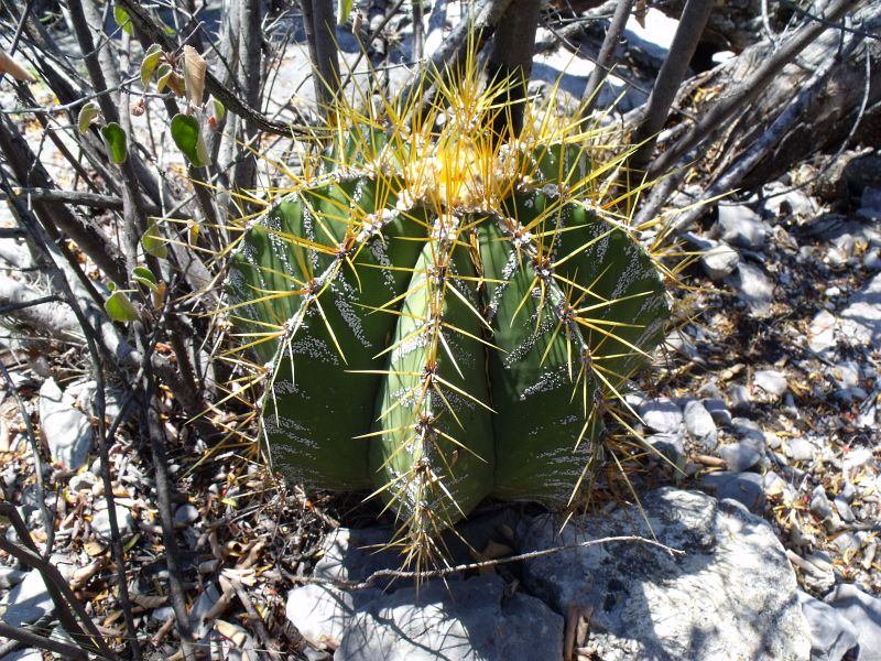 PT 15 Astrophytum ornatum, nad Presa de Zimapan (3)