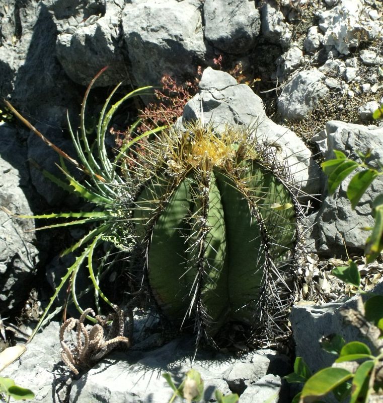 PT 8 Astrophytum ornatum, za Milpa Grande