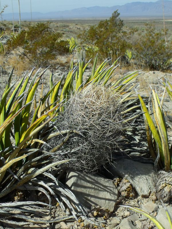 PT 86 Astrophytum senile aureum, před El Hundido