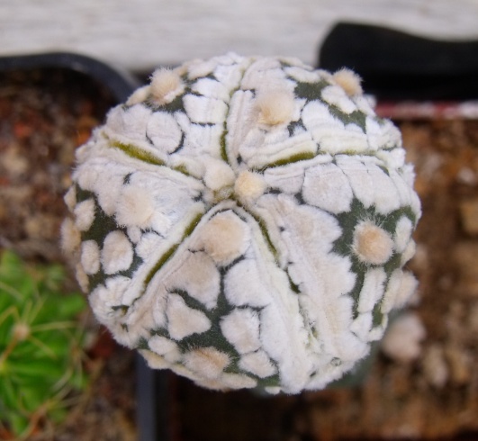 Astrophytum asterias superkabuto snow