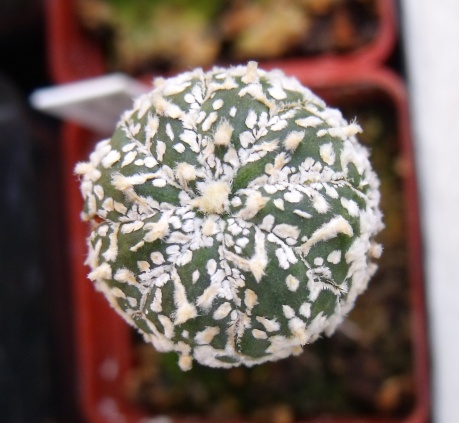 Astrophytum asterias superkabuto V-pattern