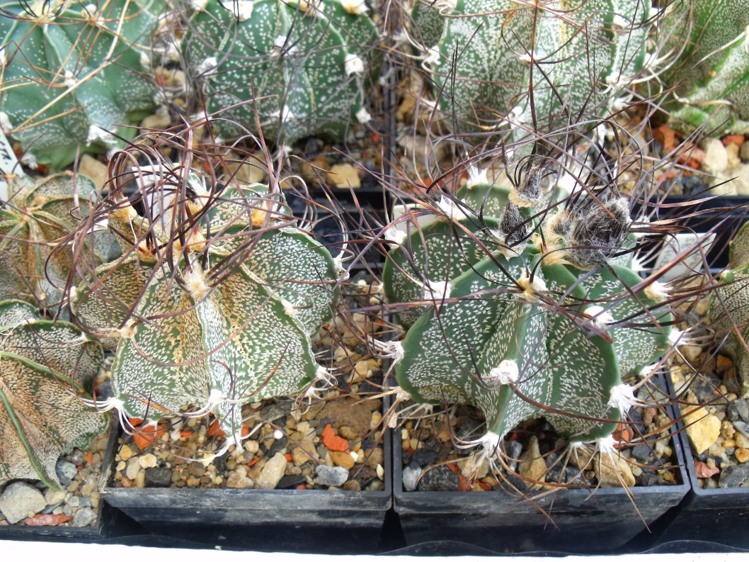 Astrophytum capricorne minor, La Cruz