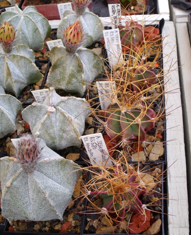 Astrophytum coahuilense RS 740 Cerro Bola a senile aureum RS 580 El Hundido