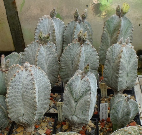 Astrophytum columnare SB 340 Huizache