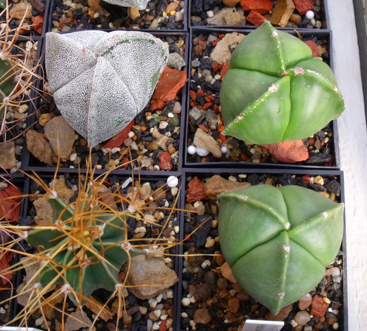 Astrophytum myrio f. tricostatum a nudum a senile aureum