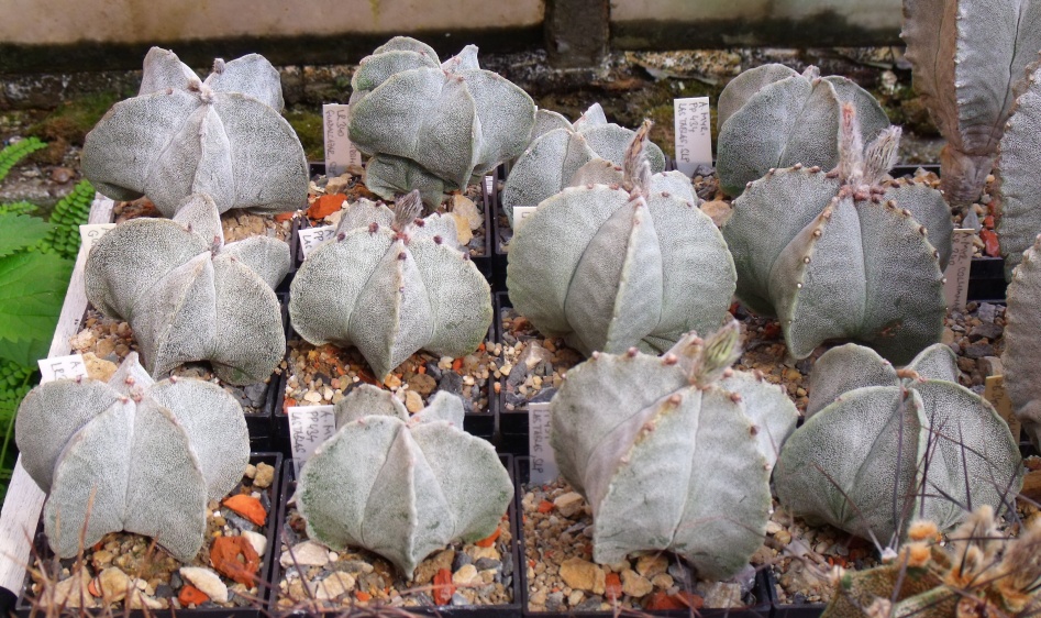 Astrophytum myriostigma PP 434, Las Tablas