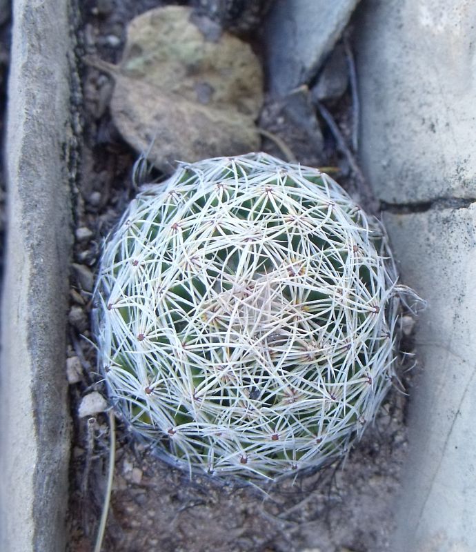 PT 153 Coryphantha gracilis, jižně Valle del Rosario