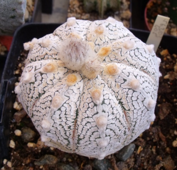 Astrophytum onzuka x supercabuto