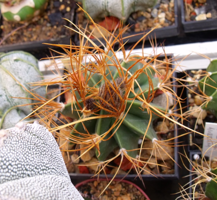 Astrophytum senile aureum f. multicostatum (2)