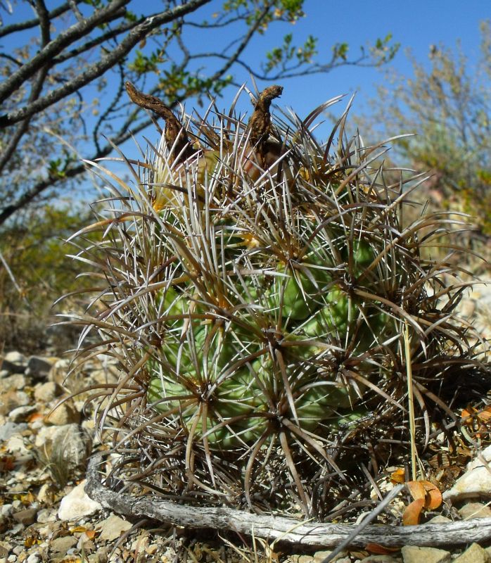 PT 109 Coryphantha kracikii, El Portento