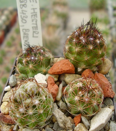 Escobaria hesteri SB 430, Brewster County