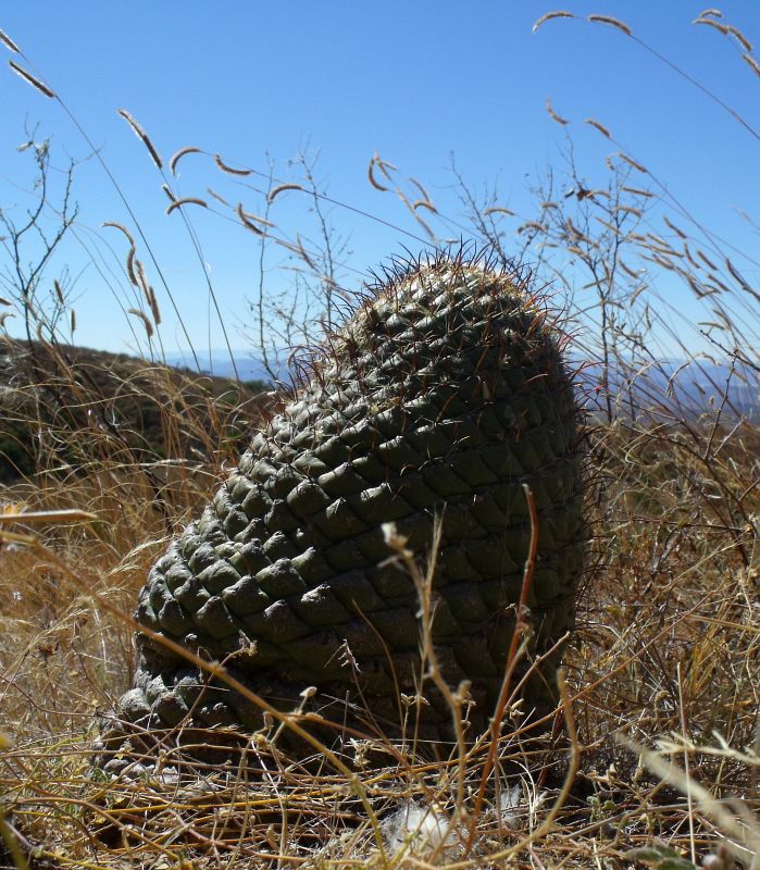 PT 112 Coryphantha longicornis, Palmito (1)