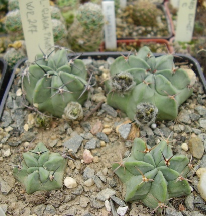 Lobivia glauca paucicostata WR 217, Quebrada de Humahuaca