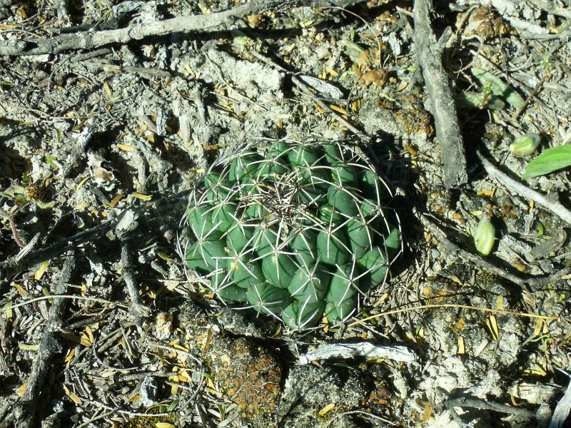 PT 38 Coryphantha maiz-tablasensis, San Francisco