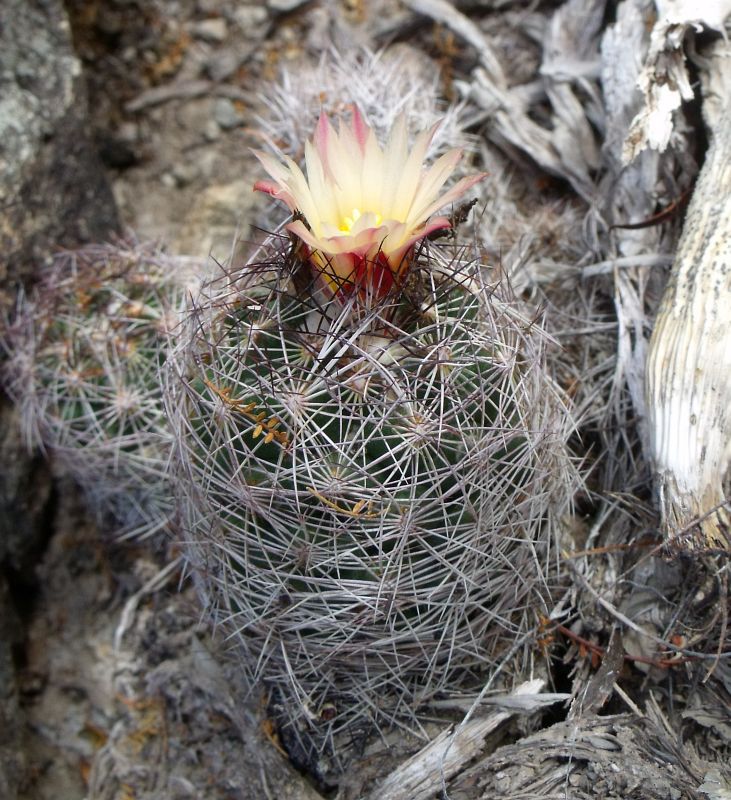 PT 79 Coryphantha ramillosa aff., za La Reforma