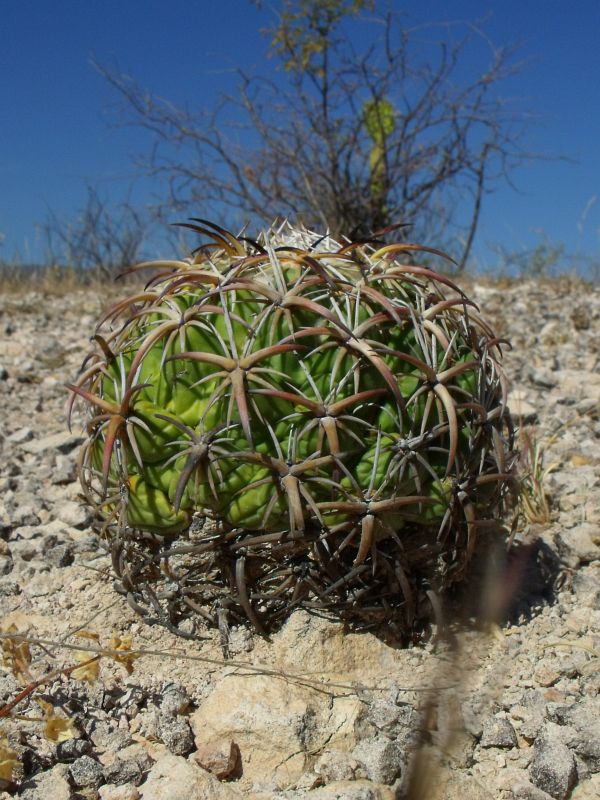 PT 129 Coryphantha tripugionacantha, Nogalitos