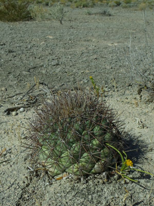 PT 272b Coryphantha valida, Poza Mezquito