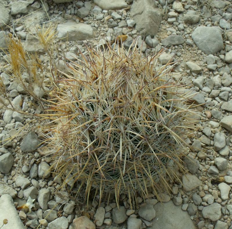 PT 87 Coryphantha werdermannii, před El Hundido