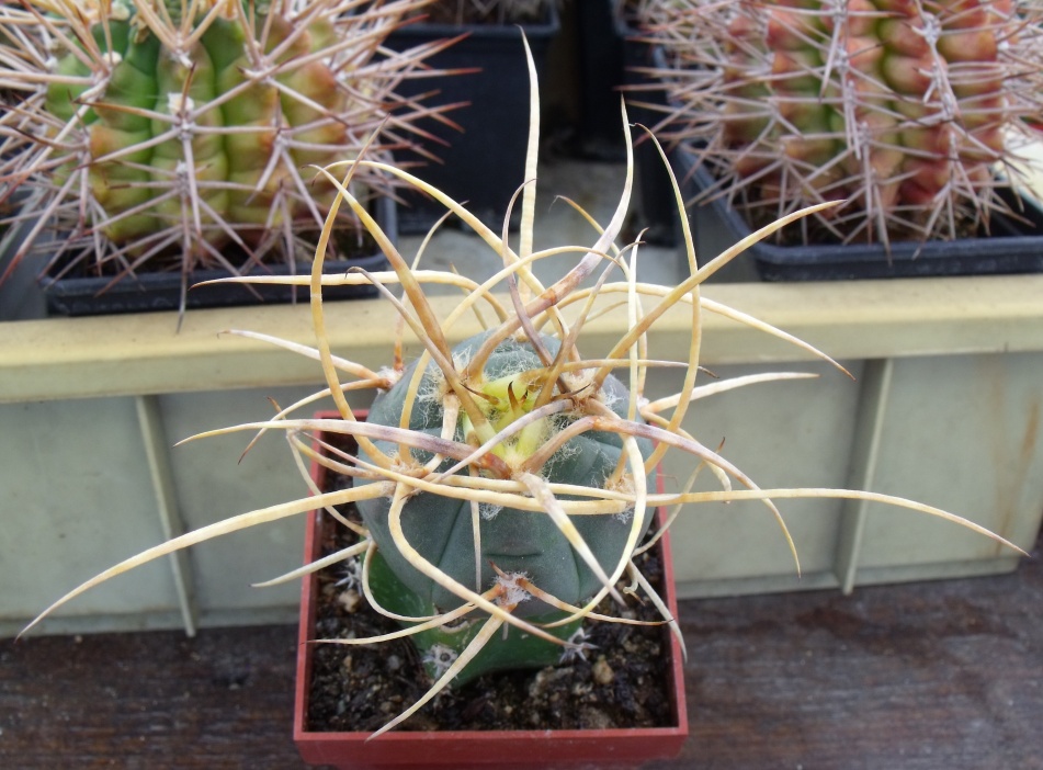 G. armatum JO Tomayapo