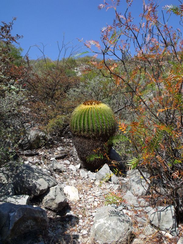 PT 13 Echinocactus grusonii, nad Presa de Zimapan