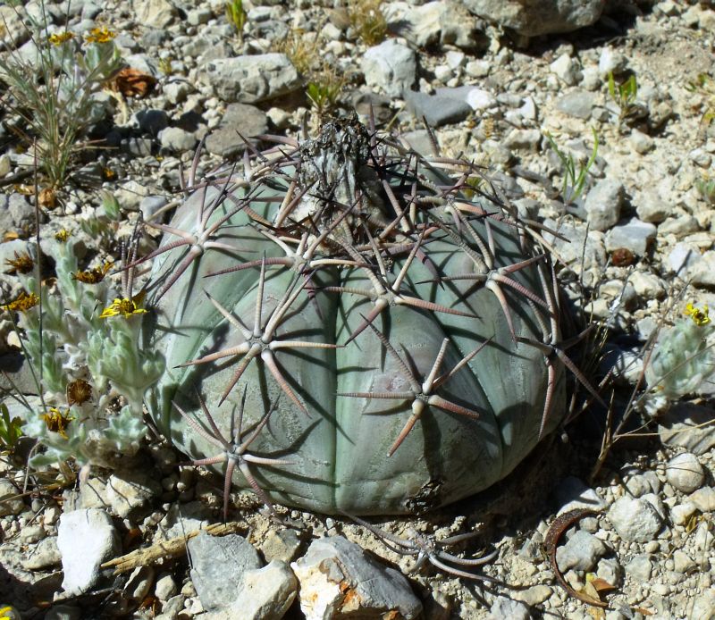 PT 77 Echinocactus horizonthalonius, La Campaňa (2)