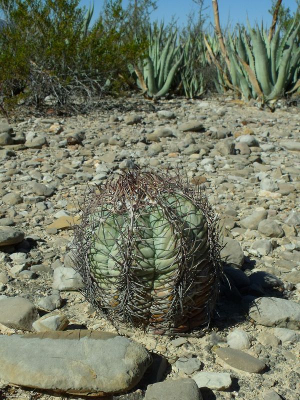 PT 156 Echinocactus horizonthalonius, západně Ocampo