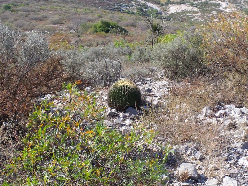 Echinocactus platyacanthus aff., Cerro Prieto