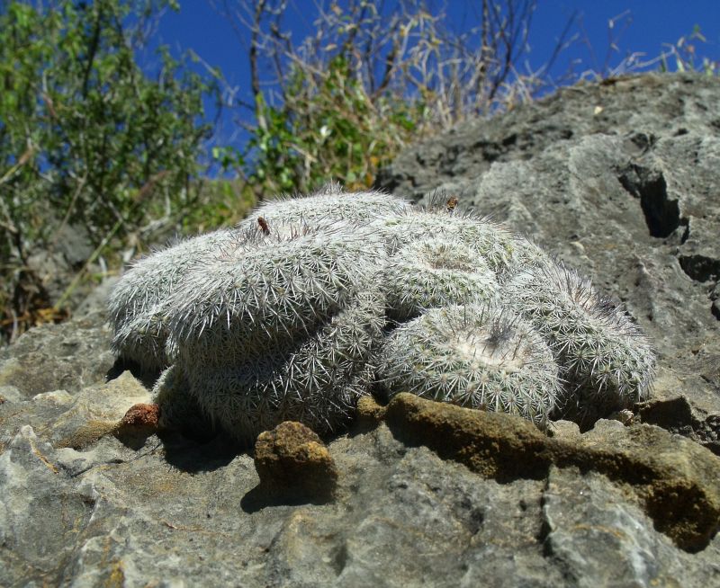 PT 63 Epithelantha micromeris unguispina, Mina (2)