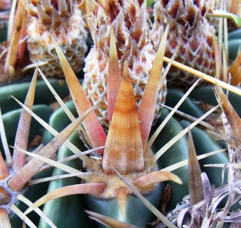 PT 29 Ferocactus latispinus detail, Romerillos