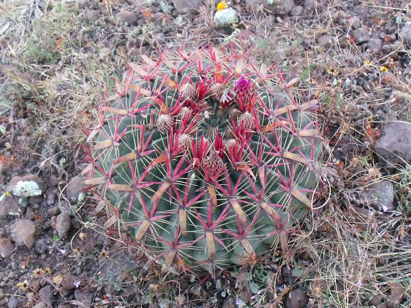 PT 203 Ferocactus latispinus, Huixmí (2)