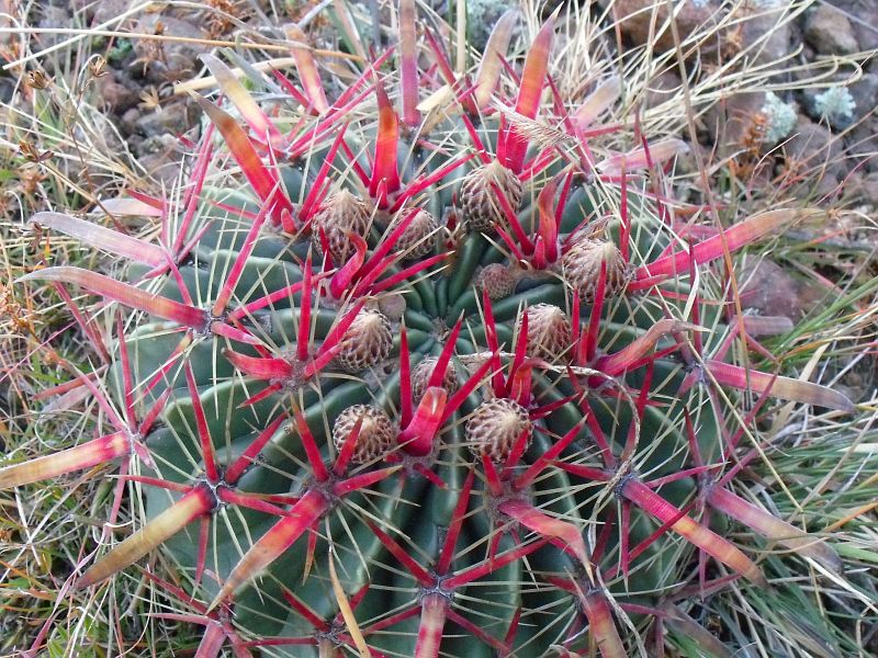 PT 203 Ferocactus latispinus, Huixmí (1)