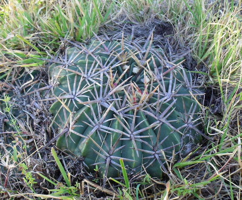 PT 29b Ferocactus macrodiscus septentrionalis, Romerillos
