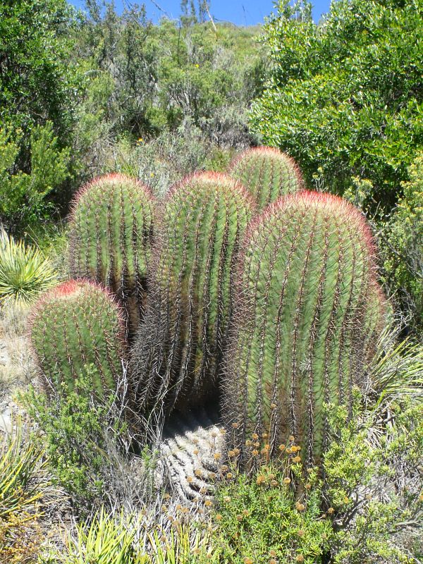 Ferocactus steinesii, Cerro El Potosí