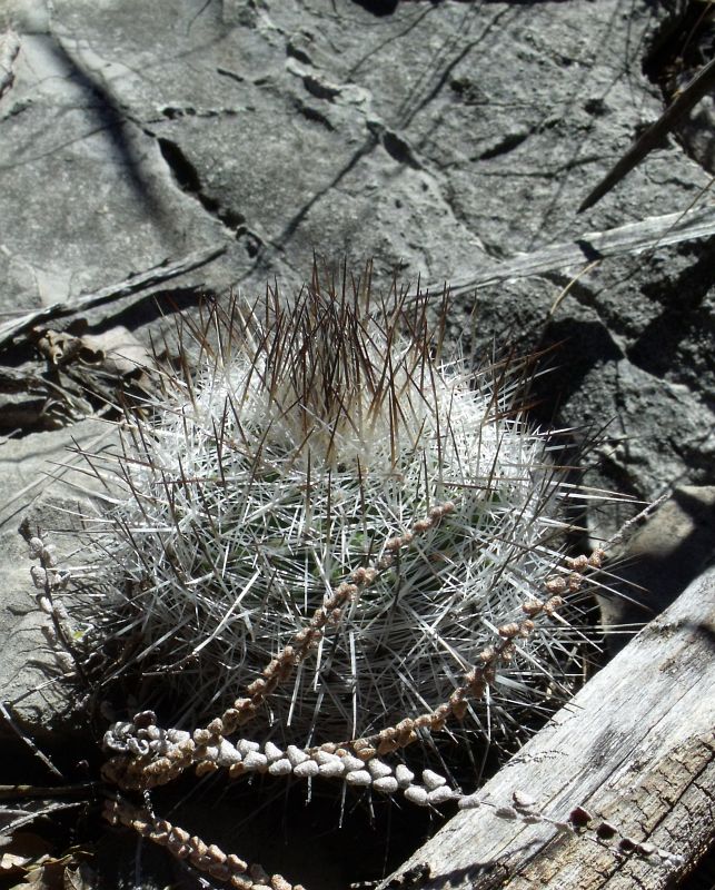 PT 75 Gymnocactus beguinii pailanus, El Cedral