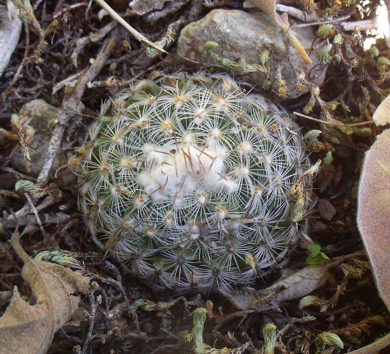 Gymnocactus saueri septentrionalis, Mina