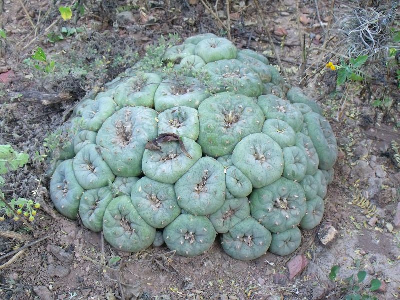 PT 21 Lophophora diffusa, za Peňamiller