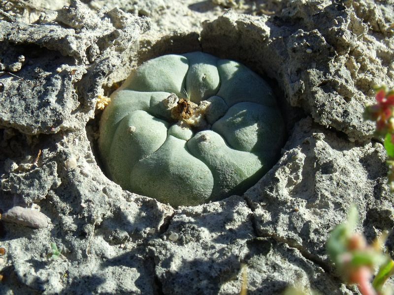 Lophophora koehresii, za La Muralla