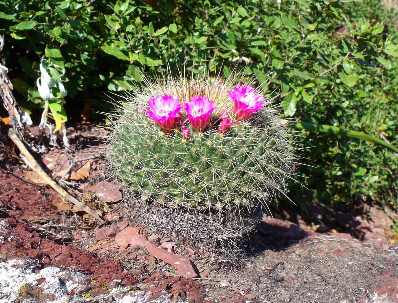 Mammillaria rubrograndis, Minas Asbestos