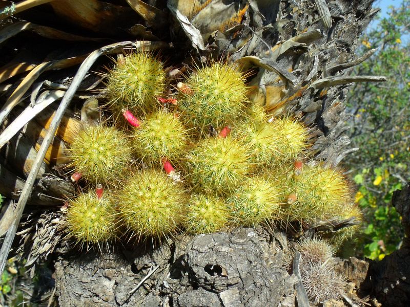 PT 9 Mammillaria elongata echinaria, Cerro Prieto