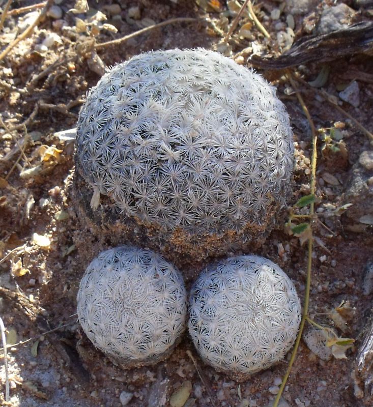 Mammillaria lasiacantha egregii, Santa Maria