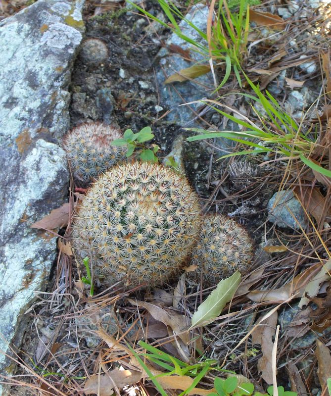 Mammillaria lauii subducta, Minas Asbestos (1)