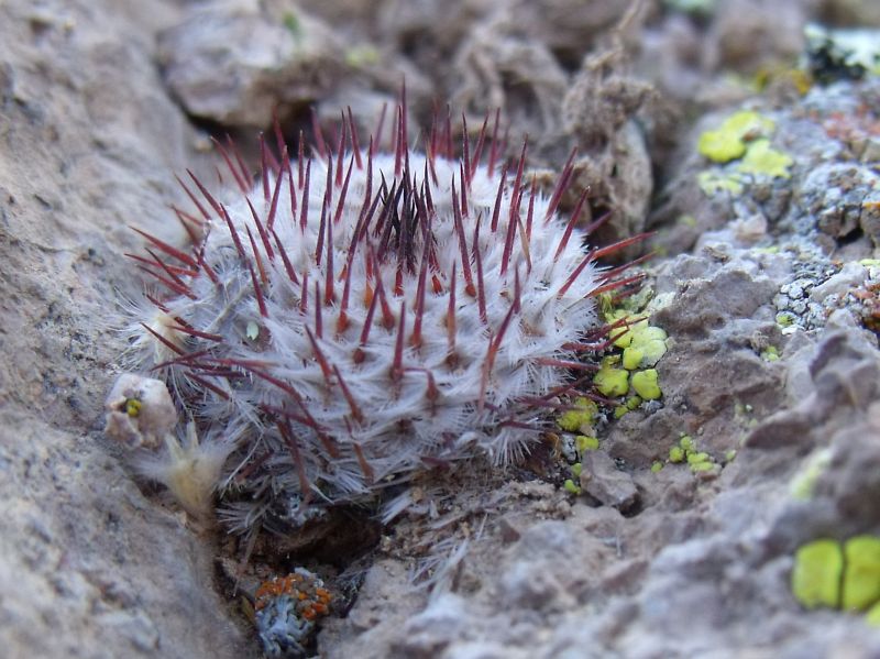 Mammillaria perezdelarosae andersonii, Villa García