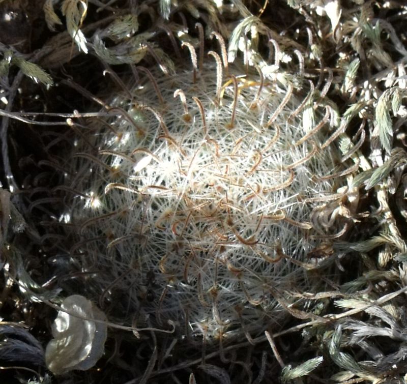 Mammillaria vergelana sp. n., za El Vergel