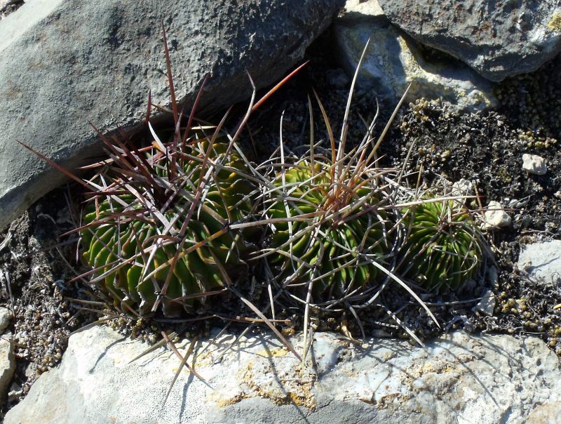 Stenocactus lamellosus, Cerro Prieto