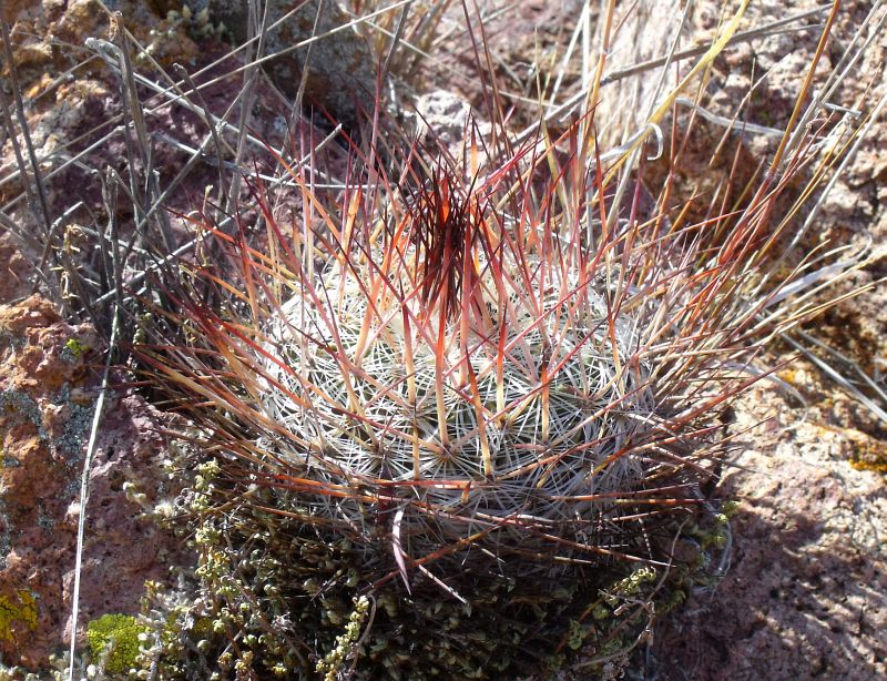 PT 124 Stenocactus ochoterenaus aff., Sierra Chapultepec (2)