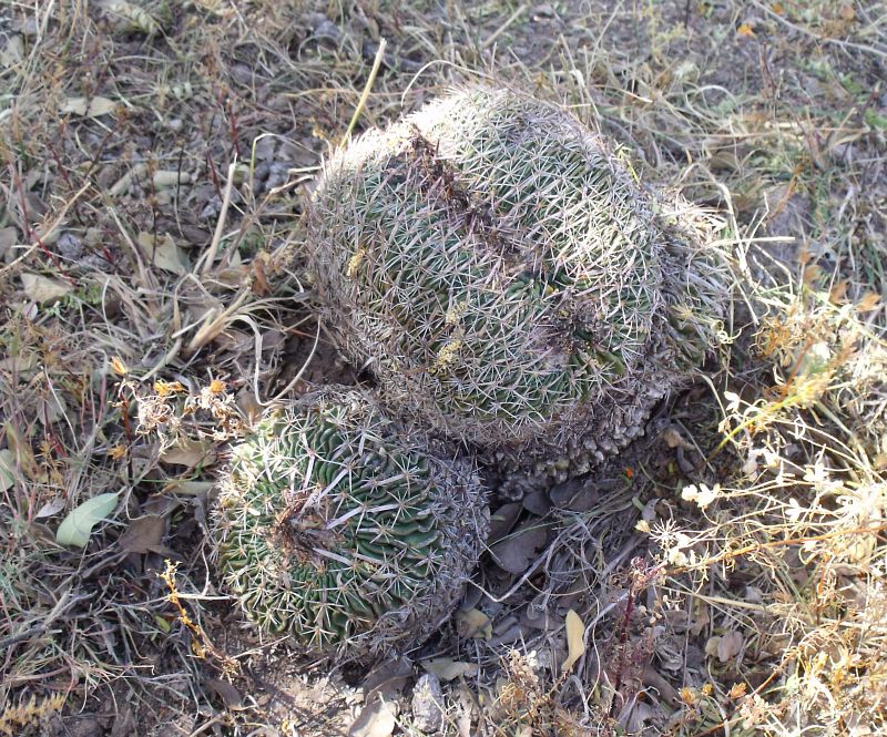 PT 125 Stenocactus phyllacanthus f. cristata, Sierra Chapultepec