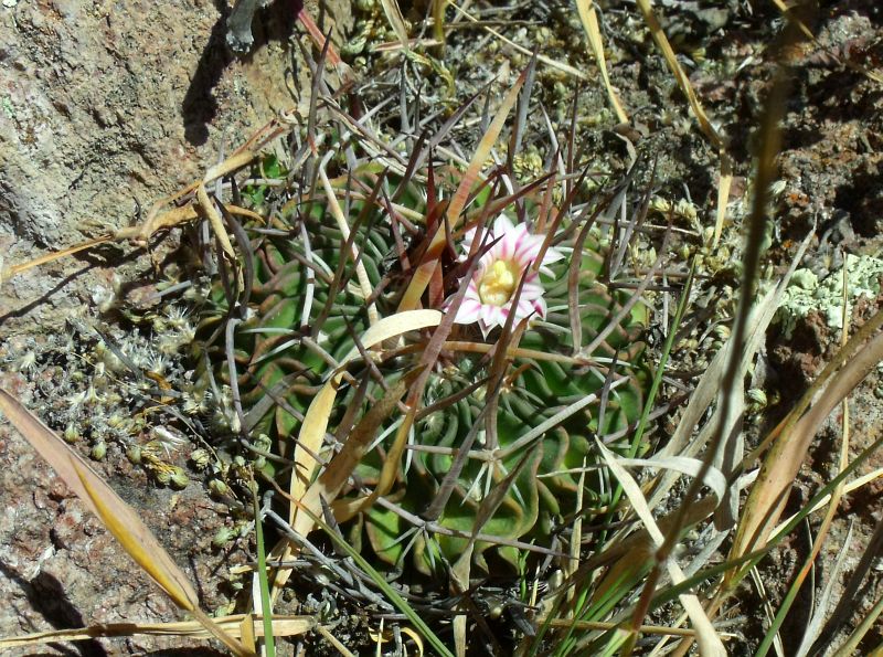 PT 30 Stenocactus crispatus, El Vergel